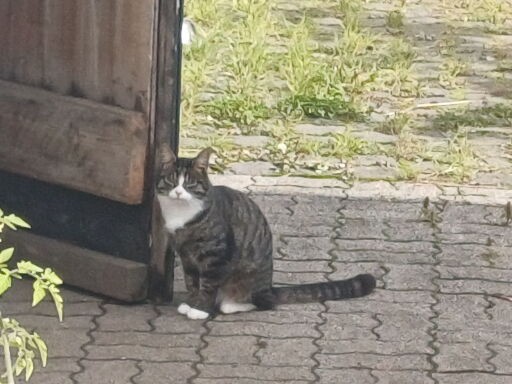 Stallkatze Wittschnut